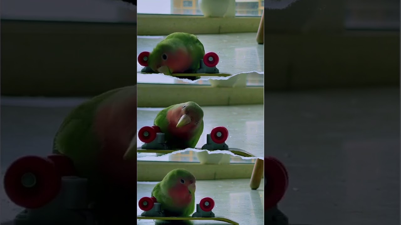 BEING CUTE 24/7 #parrotlife #parrotslove #nature_lovers #exoticbirds #live #parrotsofinstagram