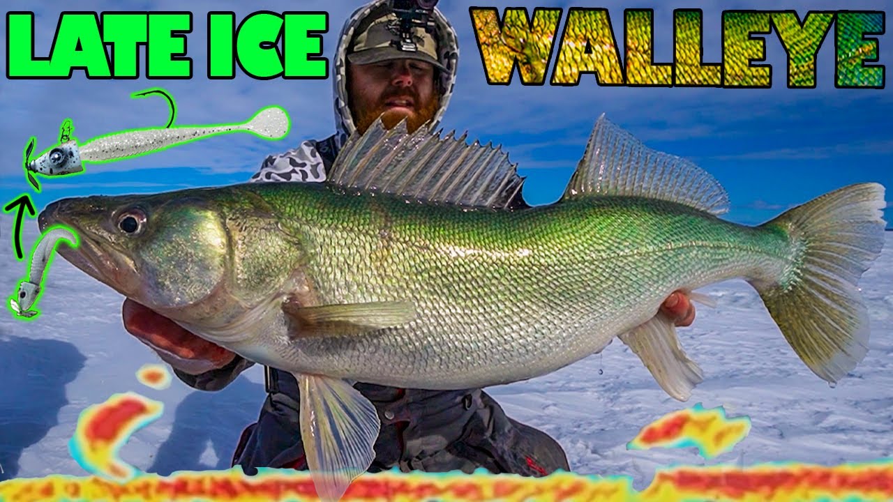 Aggressive Late Ice Walleye (Lake Winnipeg) with BIG Plastics and Active Baits