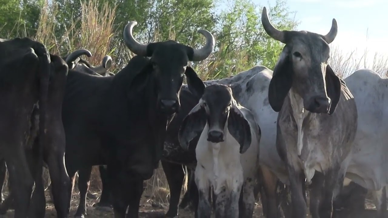 LA RENTABILIDAD DEL SARDO NEGRO VS EL SARDO NEGRO MOCHO EN RANCHO 