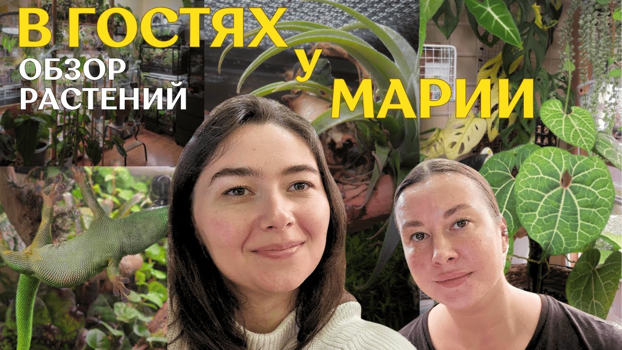 обзор РАСТЕНИЙ  у МАРИИ | суккуленты, ДЕКОРАТИВНО-ЛИСТВЕННЫЕ растения и ТЕРРАРИУМЫ с ящерками 🦎