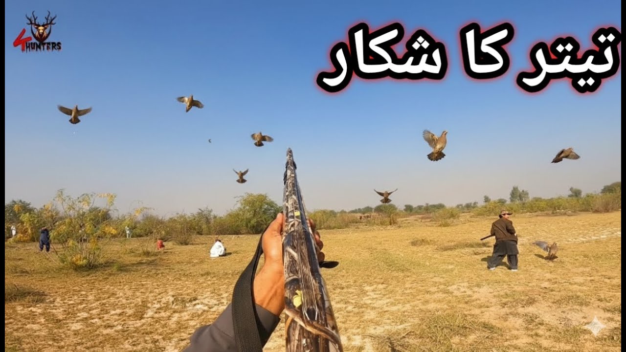 Partridge hunting Sindh Pakistan Vlog