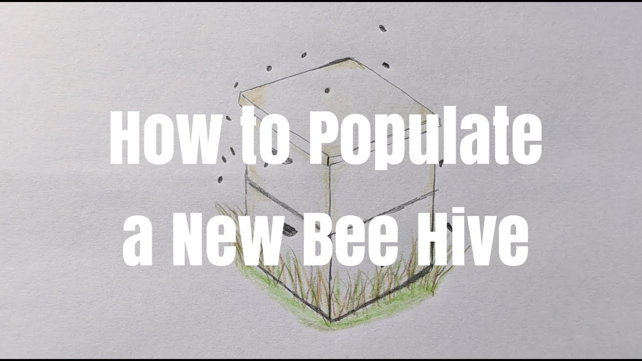 How to Populate a New Bee Hive