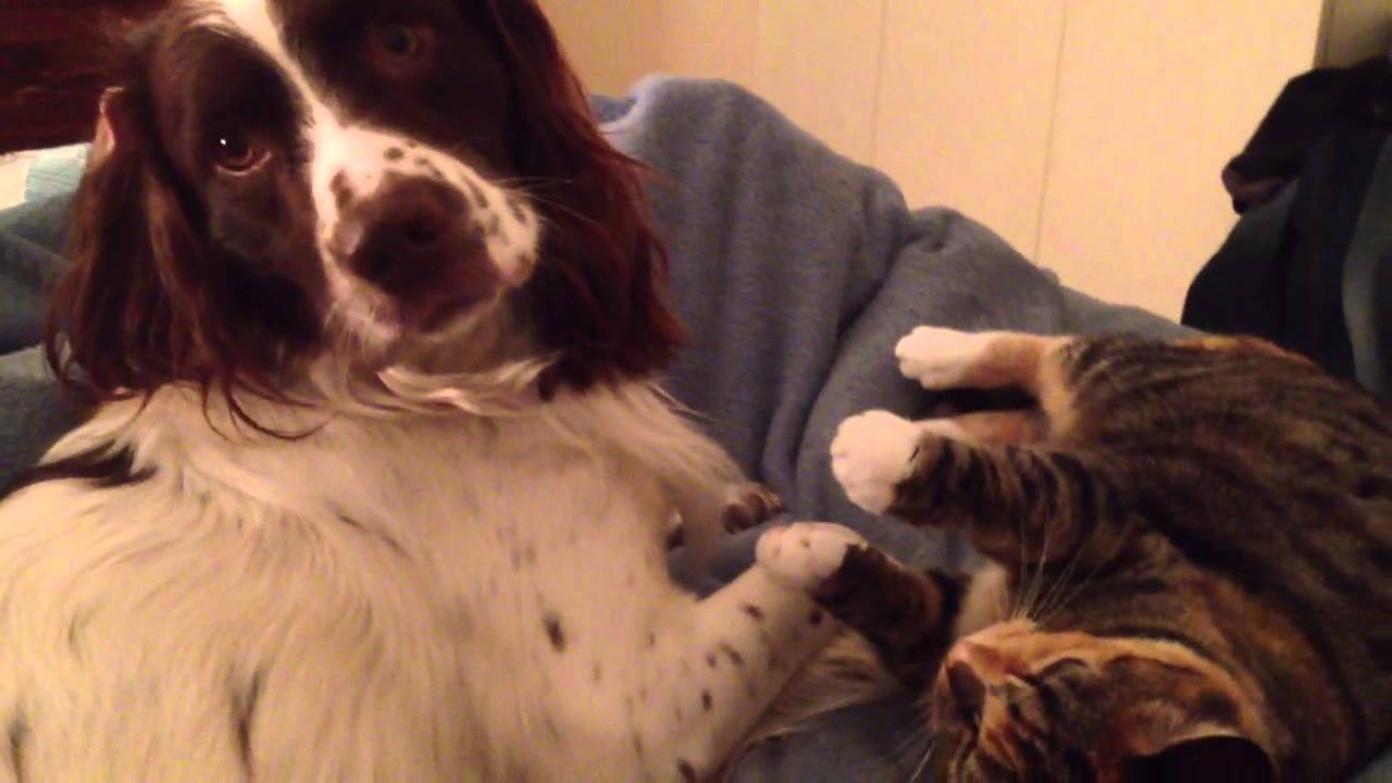 Cookie & Lolita - Friends??