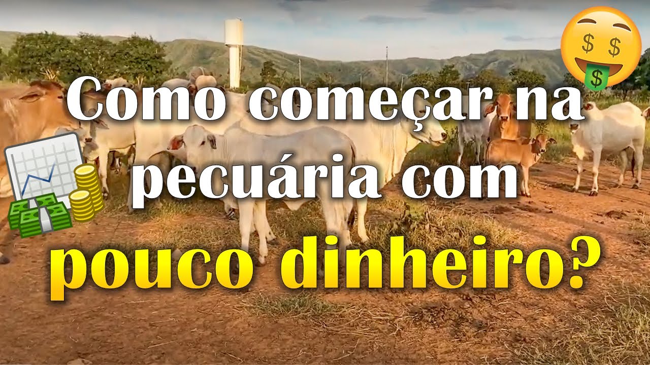 Como come&ccedil;ar na pecu&aacute;ria com pouco dinheiro - Recria de f&ecirc;meas
