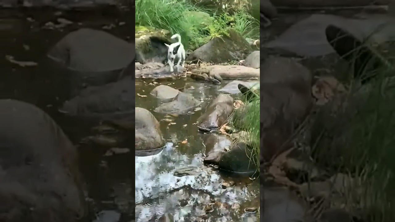 Rural life, river walks. #nature #river #dogs #countryside