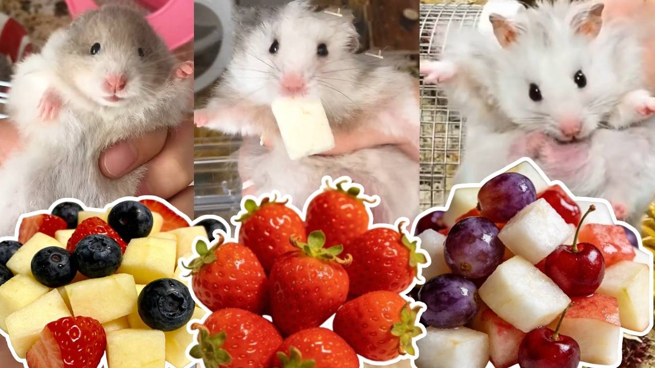 为啥别人家的小鼠窝这么好看，我也要把我的小鼠家装修的漂漂亮亮的！🐹【一只笨鼠】#仓鼠 #hamster #pets #food #animals #cooking