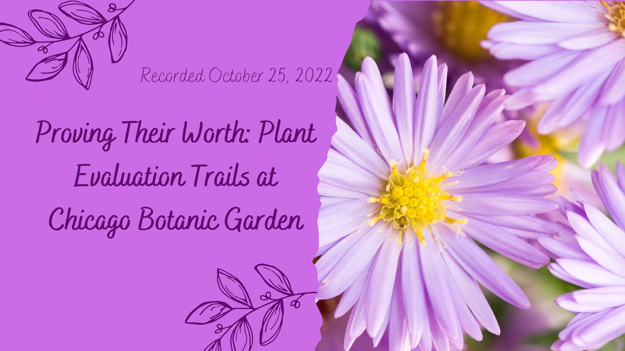 Proving their Worth: Plant Evaluation Trials at Chicago Botanic Garden