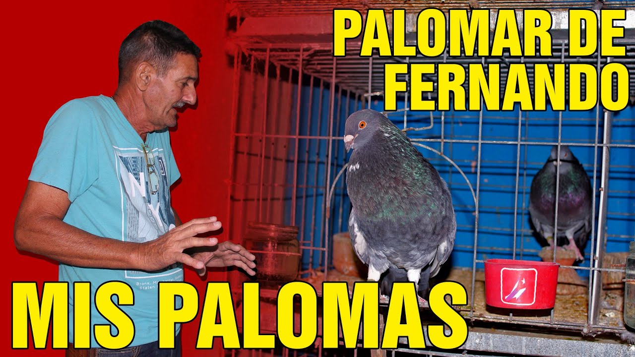 2DA PARTE PALOMAR DE FERNANDO EL DEL RELOJ - LUYANO 2