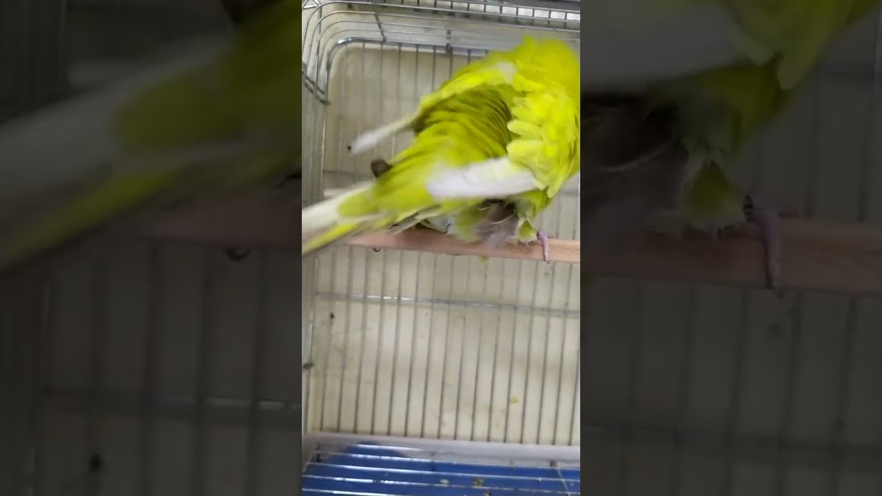 Show Jumbo &ccedil;iftleşmesi &ccedil;iftleşme b&ouml;yle olur 😉