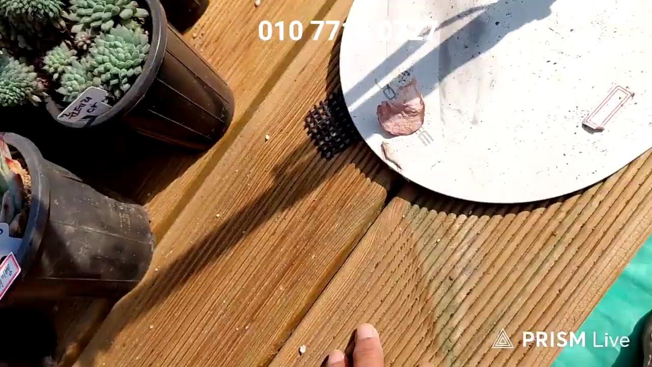 💫실마리다육 라이브 방송