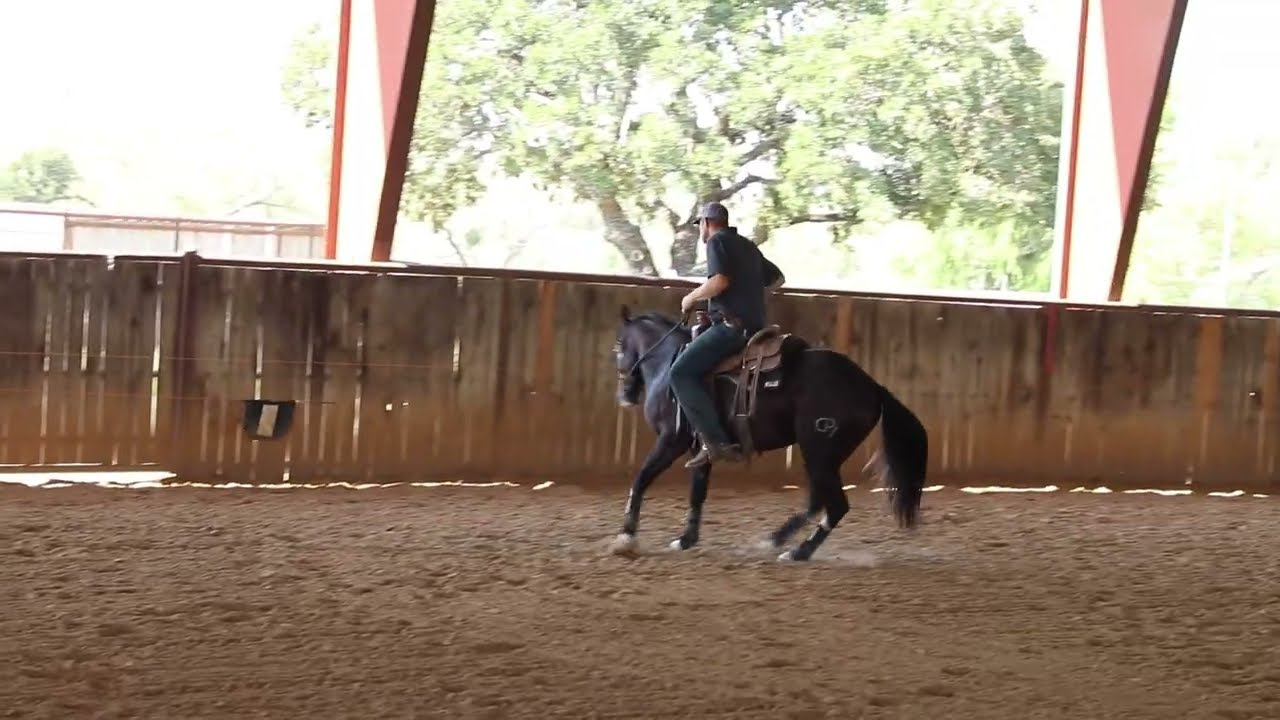 Bet Hes Rebellious - 2023 Gelding - Updated FLAG WORK