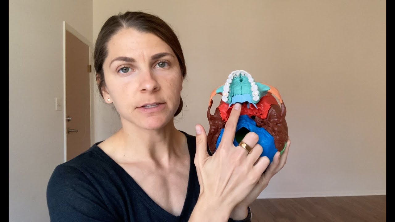 Airway Classification/Mallampati Score - Myofunctional Therapy Self-Assessment