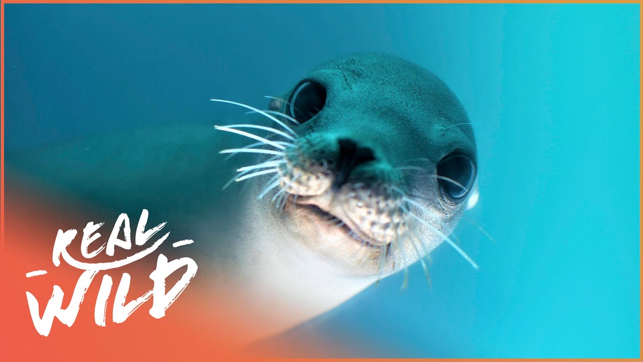 Saving Canada's Stellar Sea Lion From Extinction | The Blue Realm | Real Wild