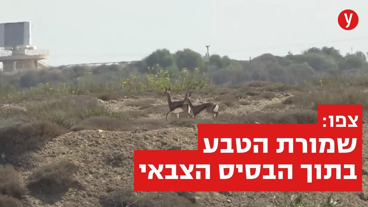 הצצה לשמורת הטבע הסודית בבסיס חיל האוויר