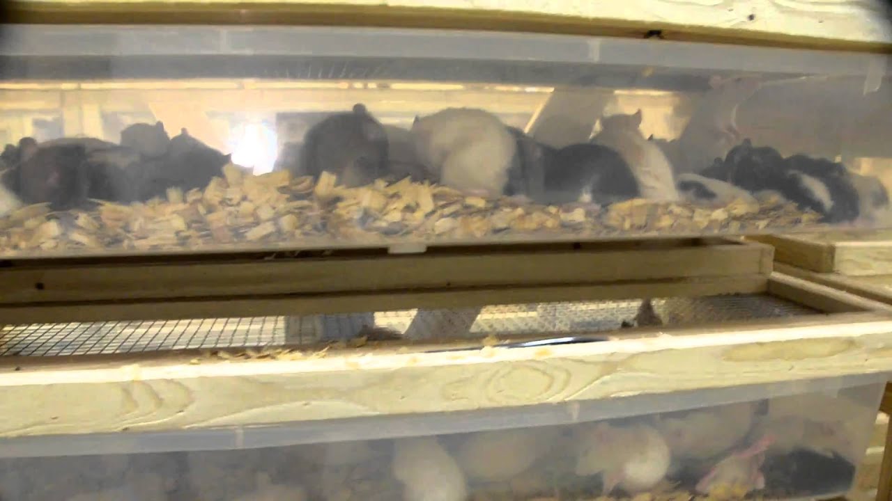 Southern Rodent Supply Facilty