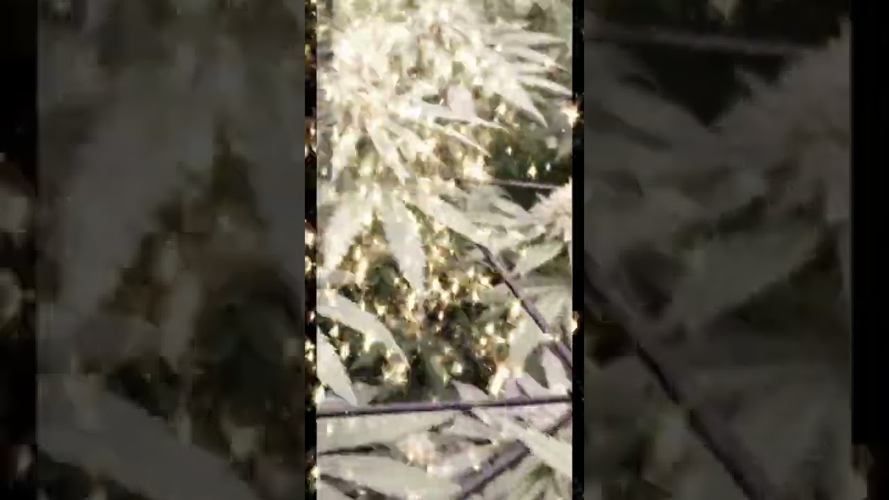 Barneys farm mimosa x orange punch  Just entered week 6 of flower