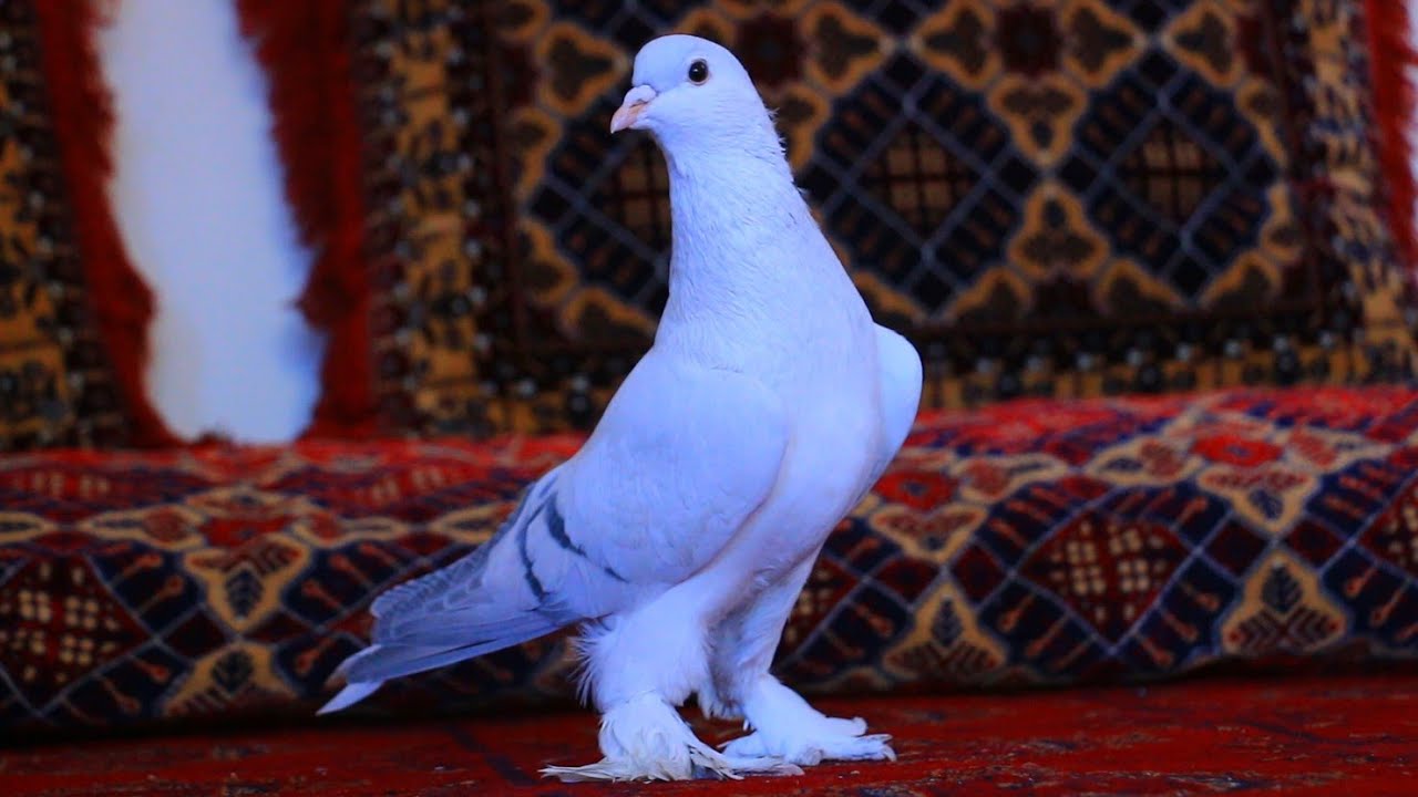 قیمت ترین کفتر افغانستان| یک میلیون افغانی را کفتر خریده|World Top and Precious Pigeons|دریچه شوق