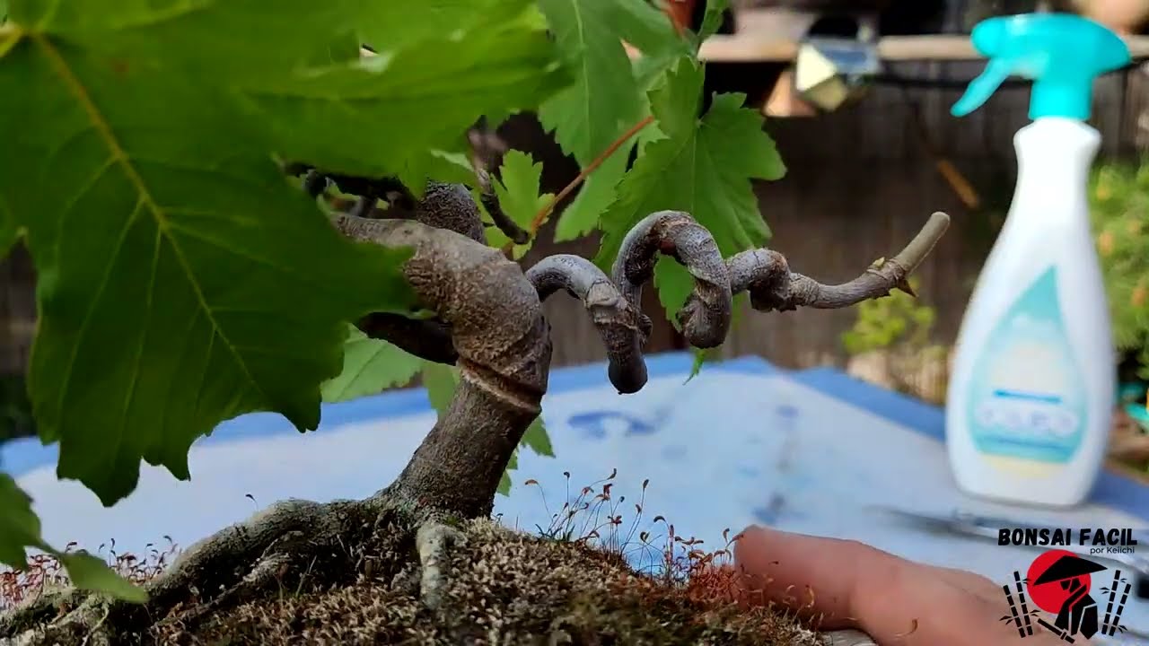 Quitando Cochinilla Lapa - Bonsai Facil