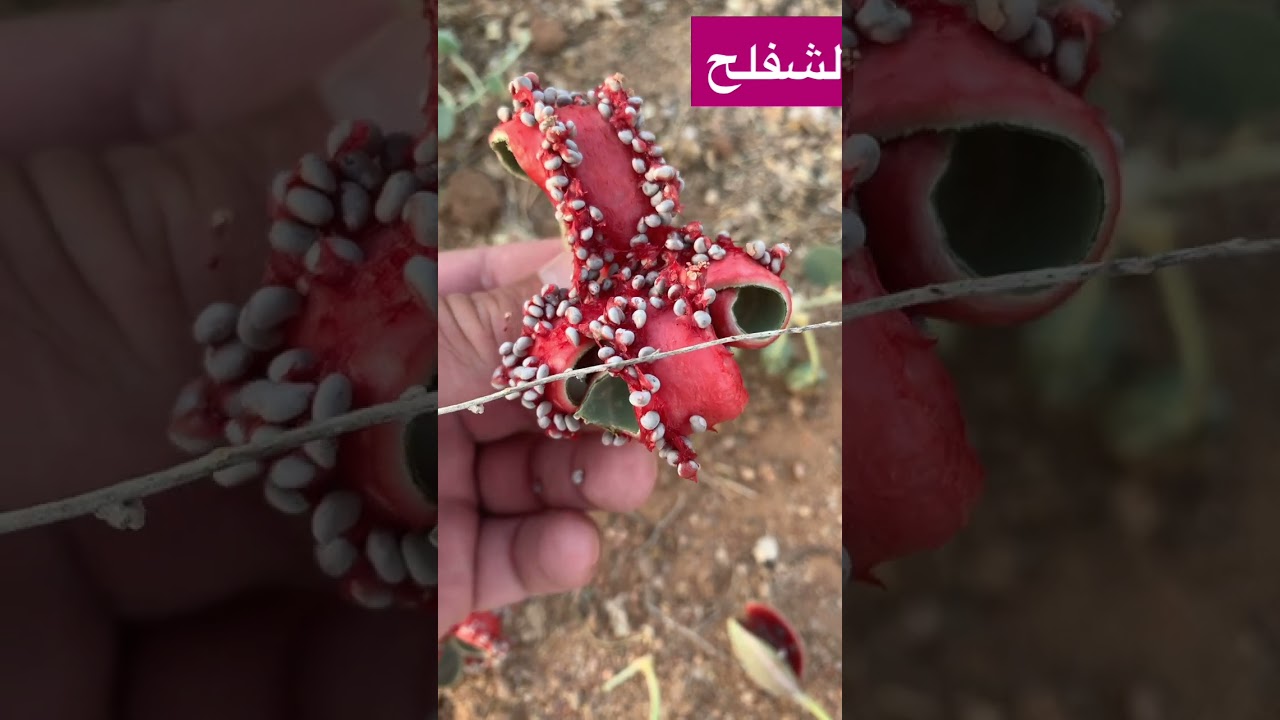 اللصف و الشفلح القبار Capparis spinosa