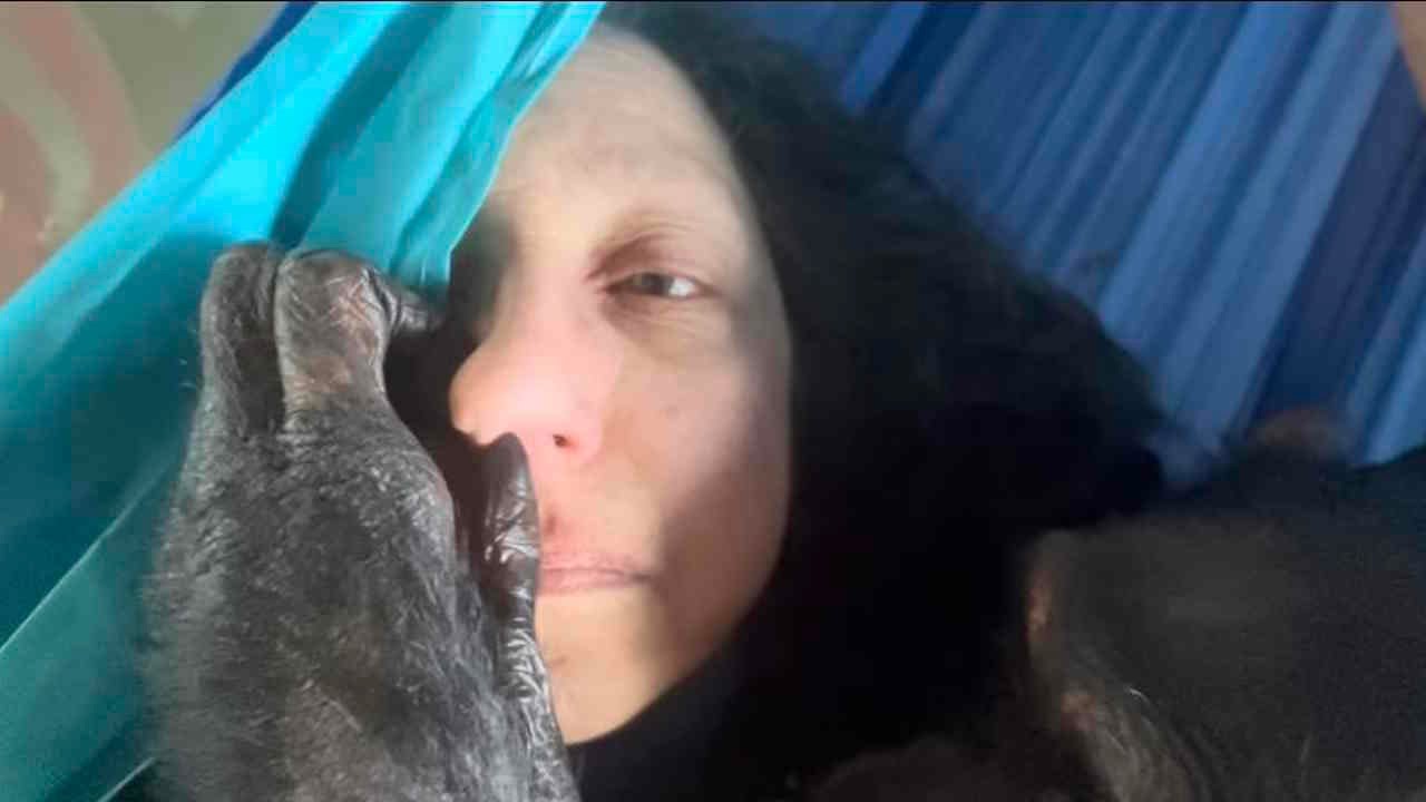 Chimpanzee Grooms Woman on Hammock
