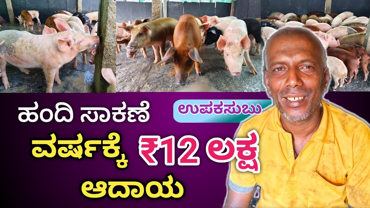 ಹಂದಿ ಸಾಕಣೆ: ವರ್ಷಕ್ಕೆ ₹12 ಲಕ್ಷ ಆದಾಯ | Pig farming: Earning ₹12 lakh per year #Kolar #viral #farmer 