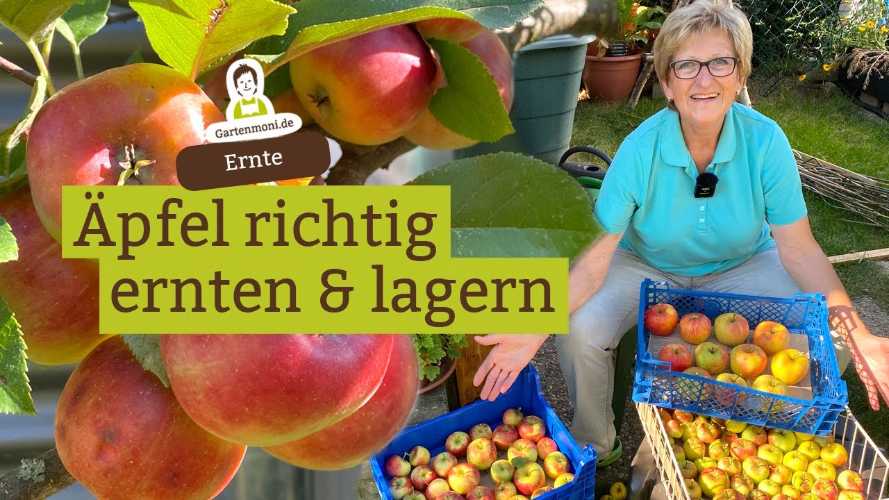 Äpfel richtig ernten und lagern für frische und gesunde Früchte im Winter