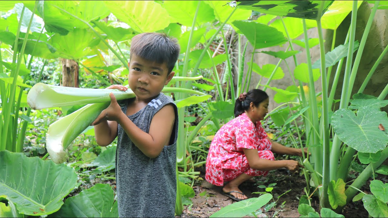 Seyhak Help Grandma To Cut Big Taro Stalk / Family Lunch Time / Sreypov Life Show