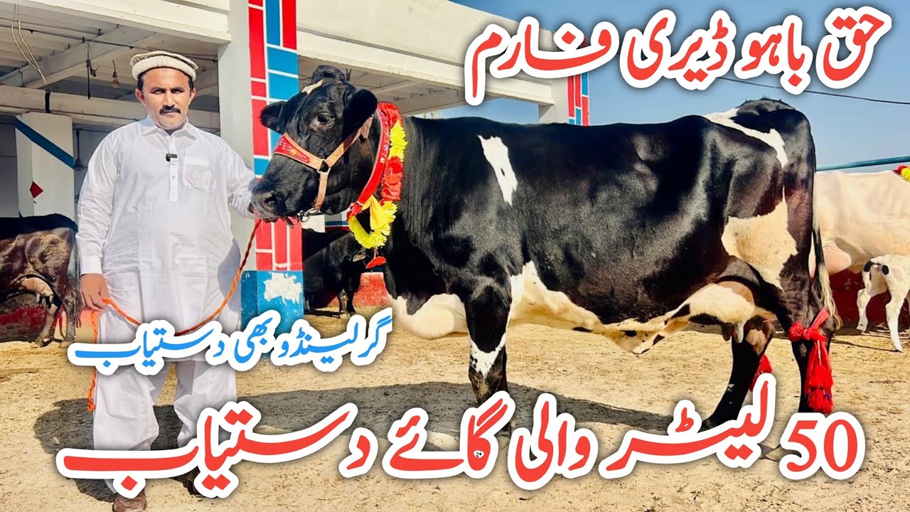 Haq Bahoo Dairy Farm | Gerlando cow And Australian Friesian cows 