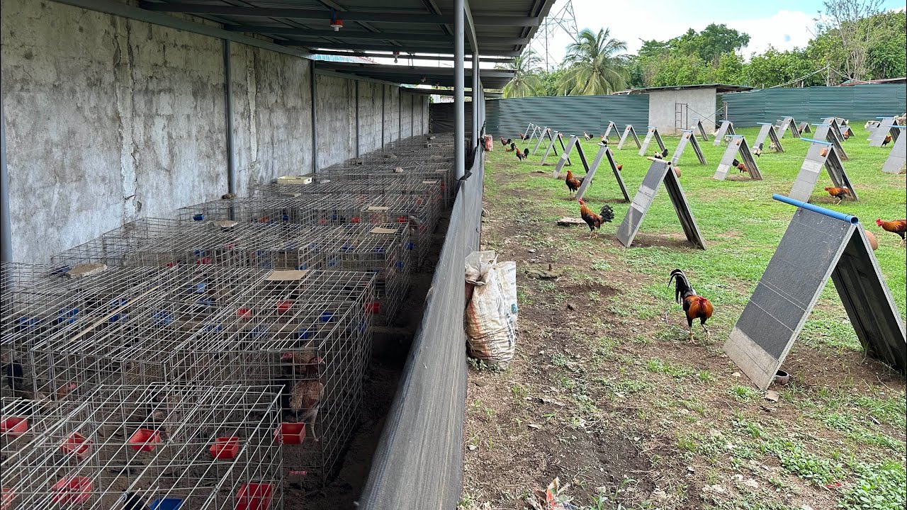 DOMZ512 GAMEFARM VLOG # 12 | PALIT NG PULLETS PARA SA DAY OLD