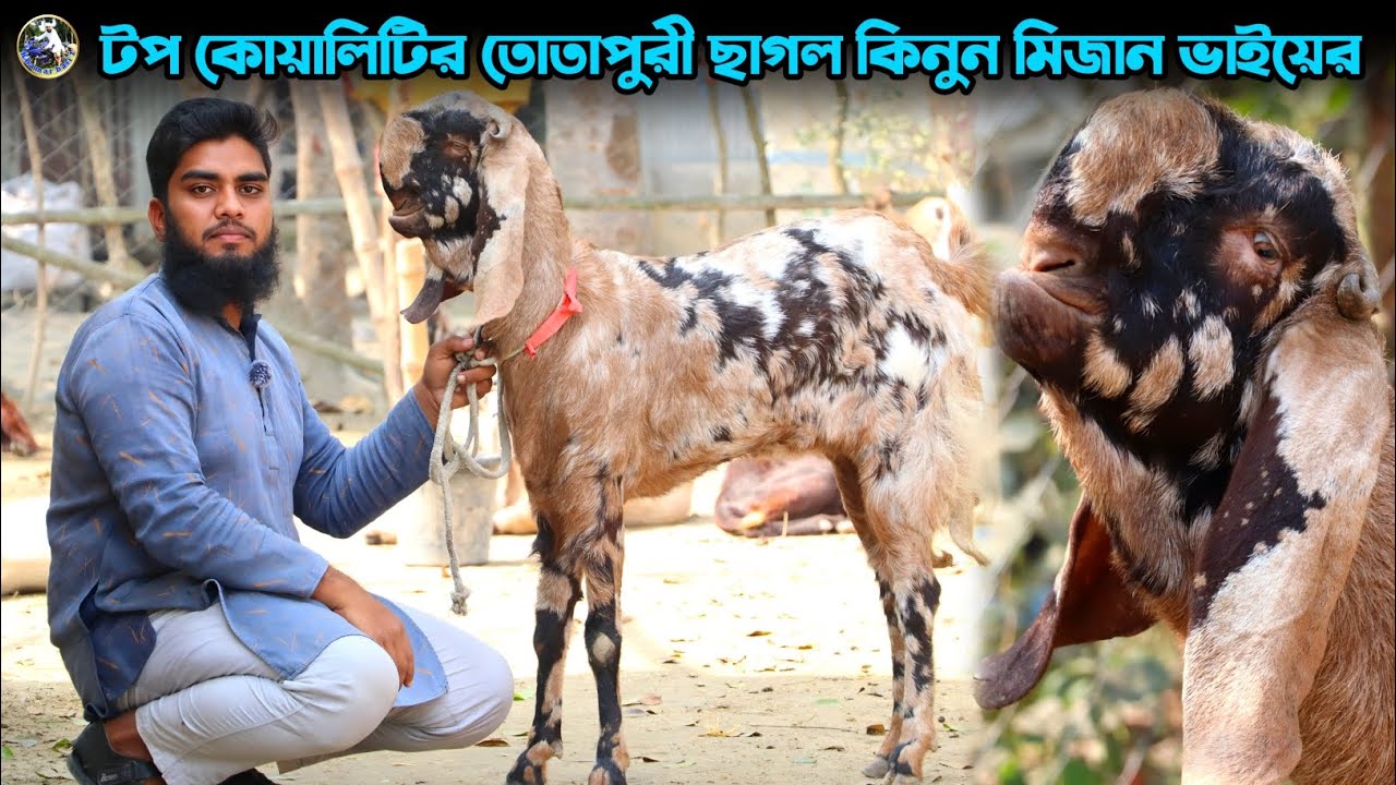 তোতাপুরী ছাগল ও দুধের ছাগল উন্নত জাতের কিনুন মিজান ভাইয়ের ফার্ম থেকে ঔষধিগ্রাম 💥💥