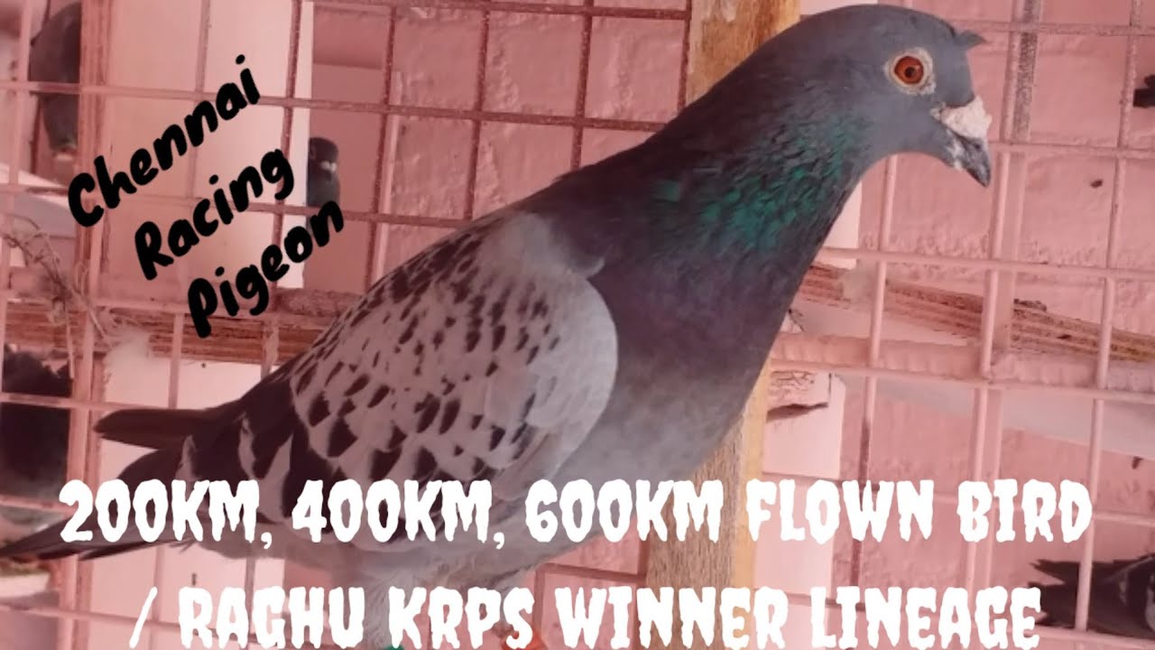 200km, 400km, 600km flown bird / Raghu Krps winner lineage ।। Chennai Racing Pigeon