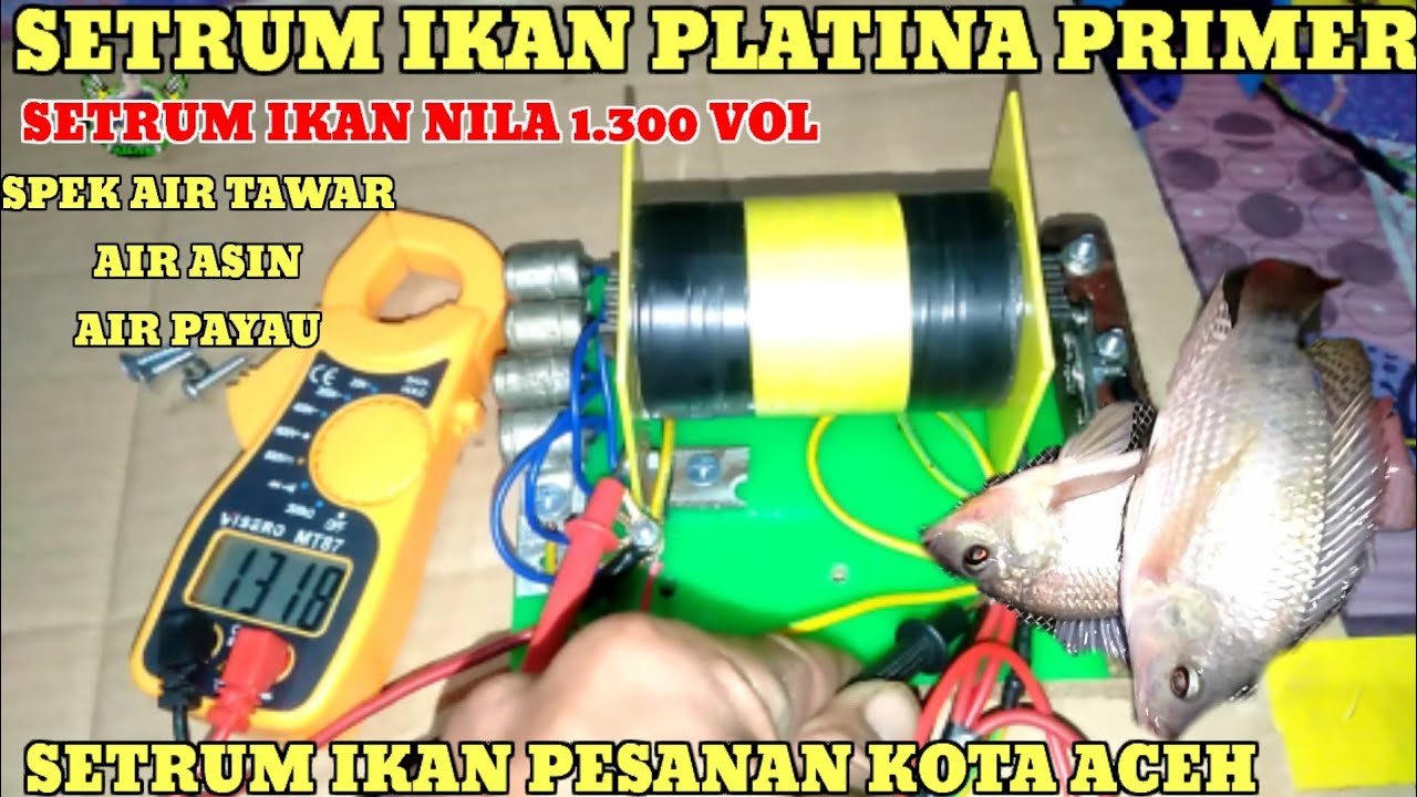 SETRUM IKAN NILA  PLATINA TIPE PRIMER