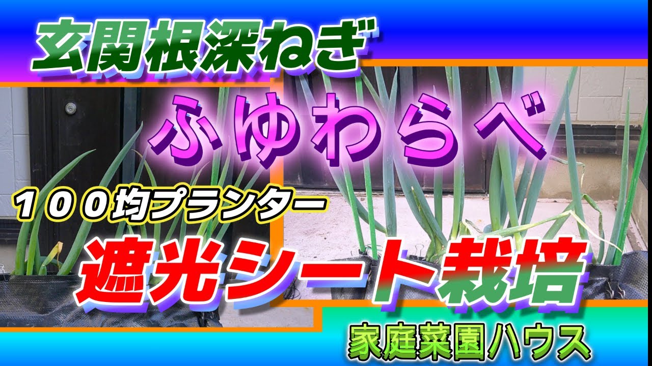 玄関根深ネギ　遮光シート栽培