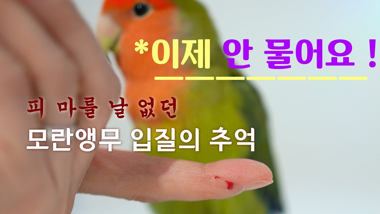 모란앵무 입질 경험담