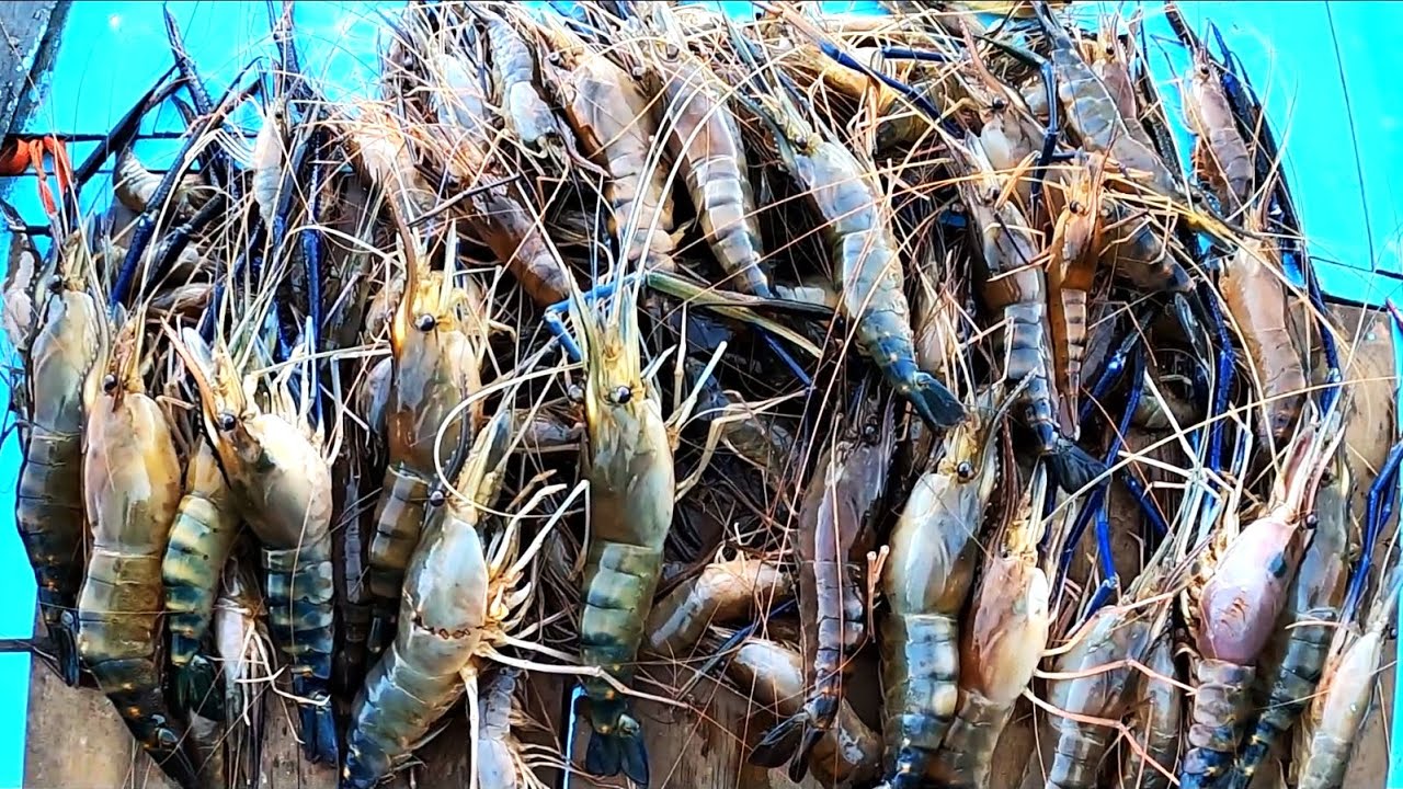 Tak kenal musim, mancing di sini bisa bikin kamu  kaya