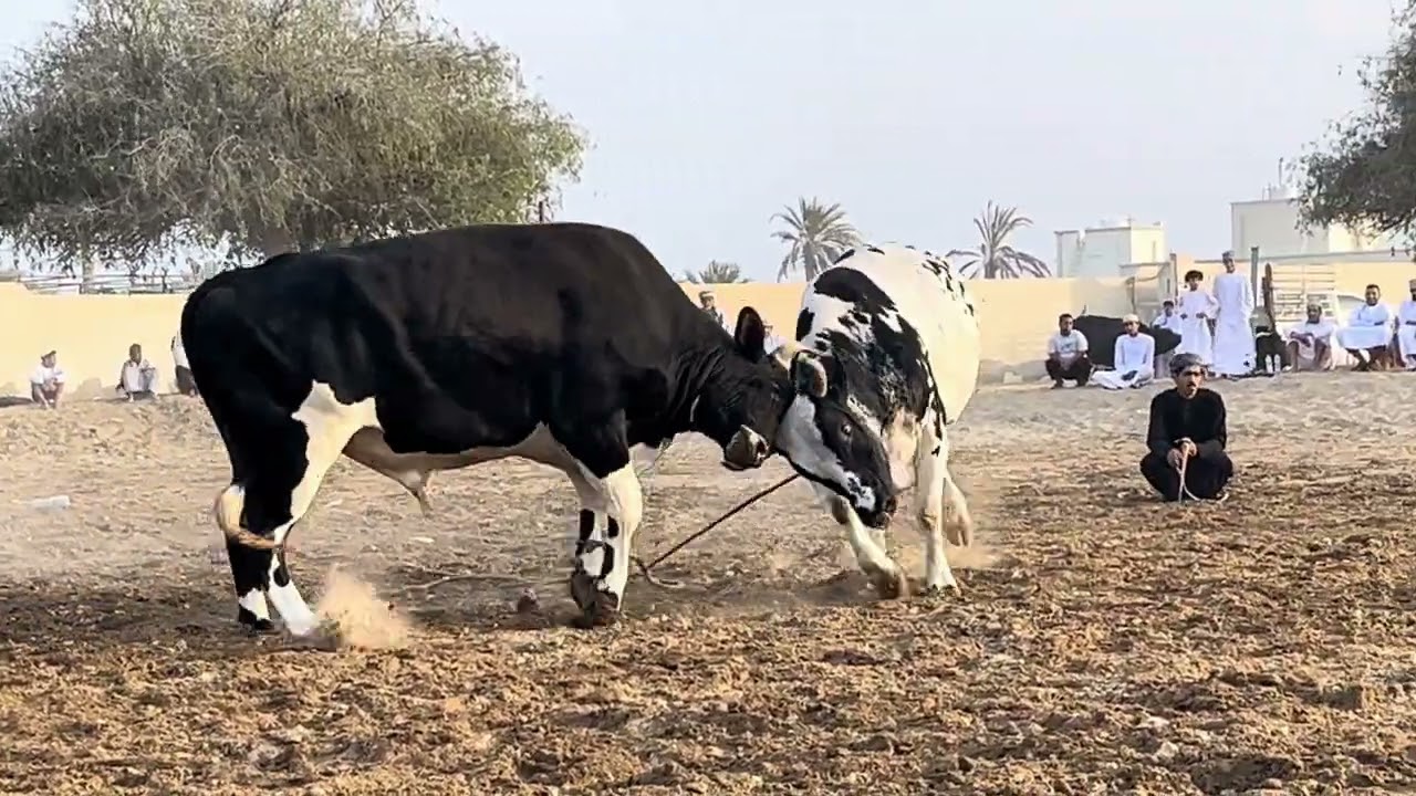بركان & قناص