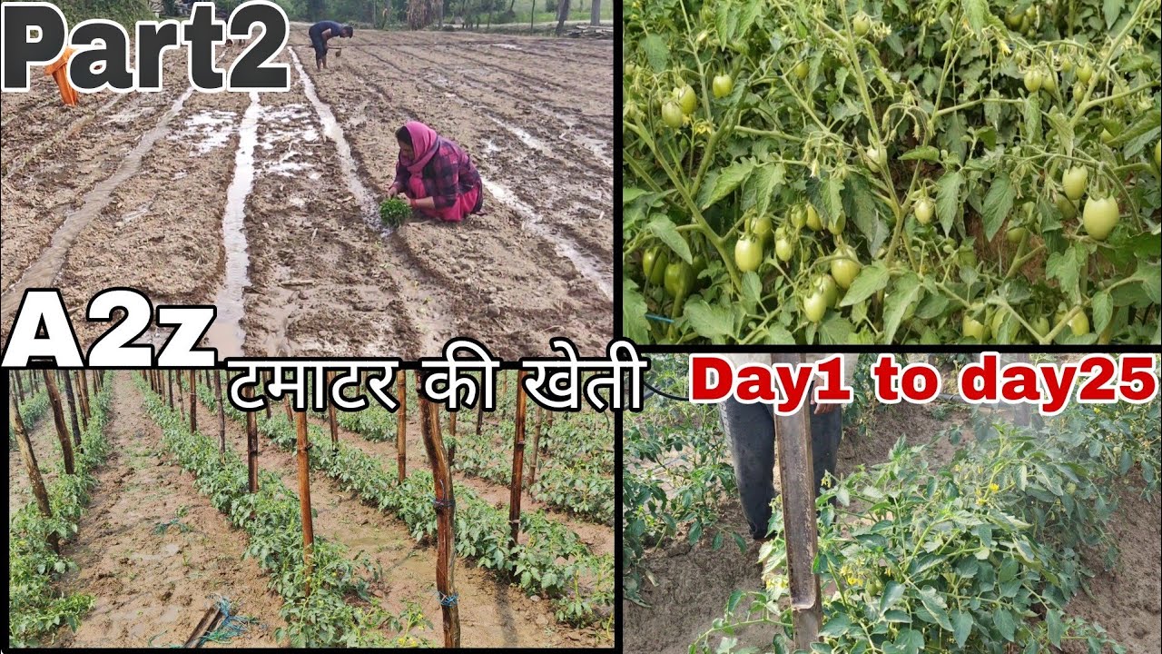 A to Z tomato farming Part 2 | Tamatar ki kheti kaise kare | Praveen Thakur