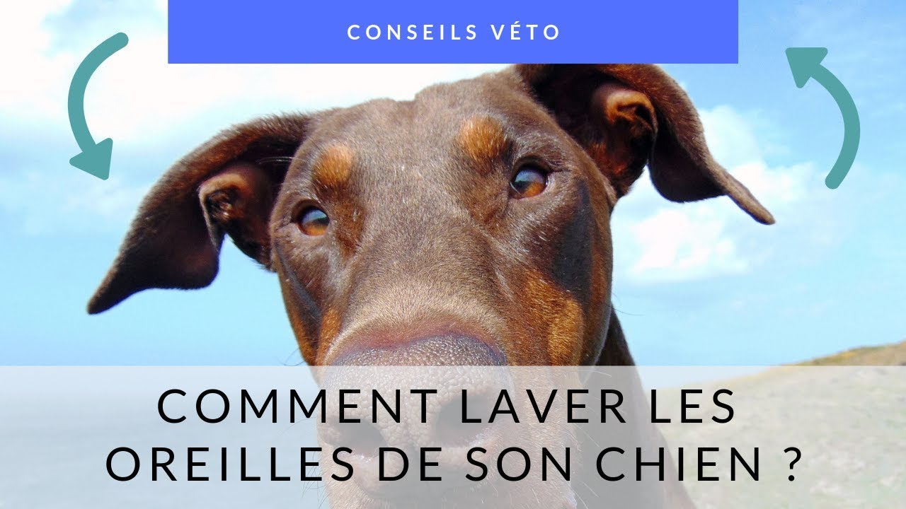 Nettoyer les oreilles de son chien - laver son chien