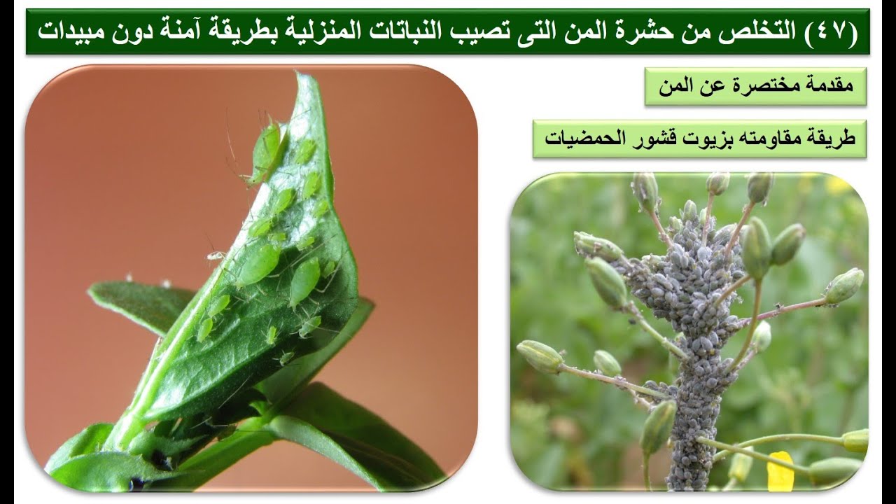 (47) التخلص من حشرة المن التى تصيب النباتات المنزلية بطريقة آمنة دون مبيدات (يفضل البدء من 4:18)