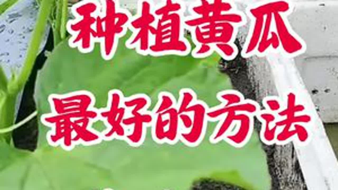种植黄瓜最好的方法
