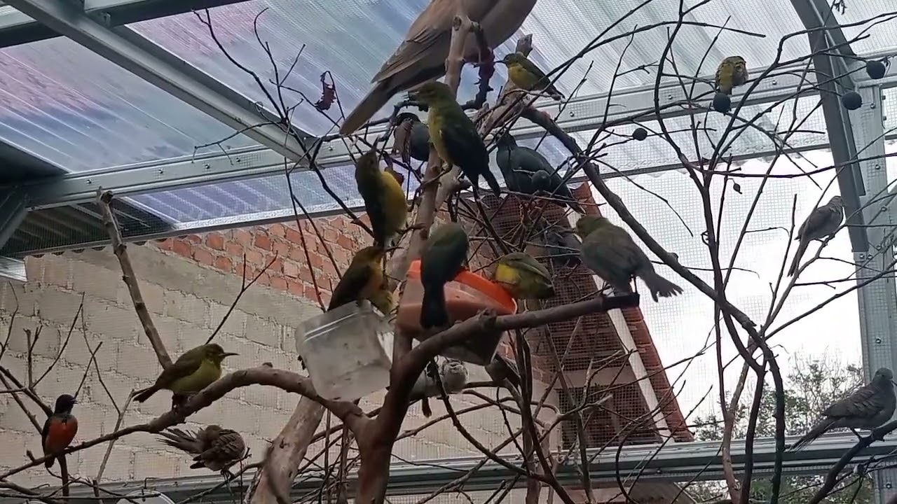 good types of birds that are suitable for minimalist aviaries