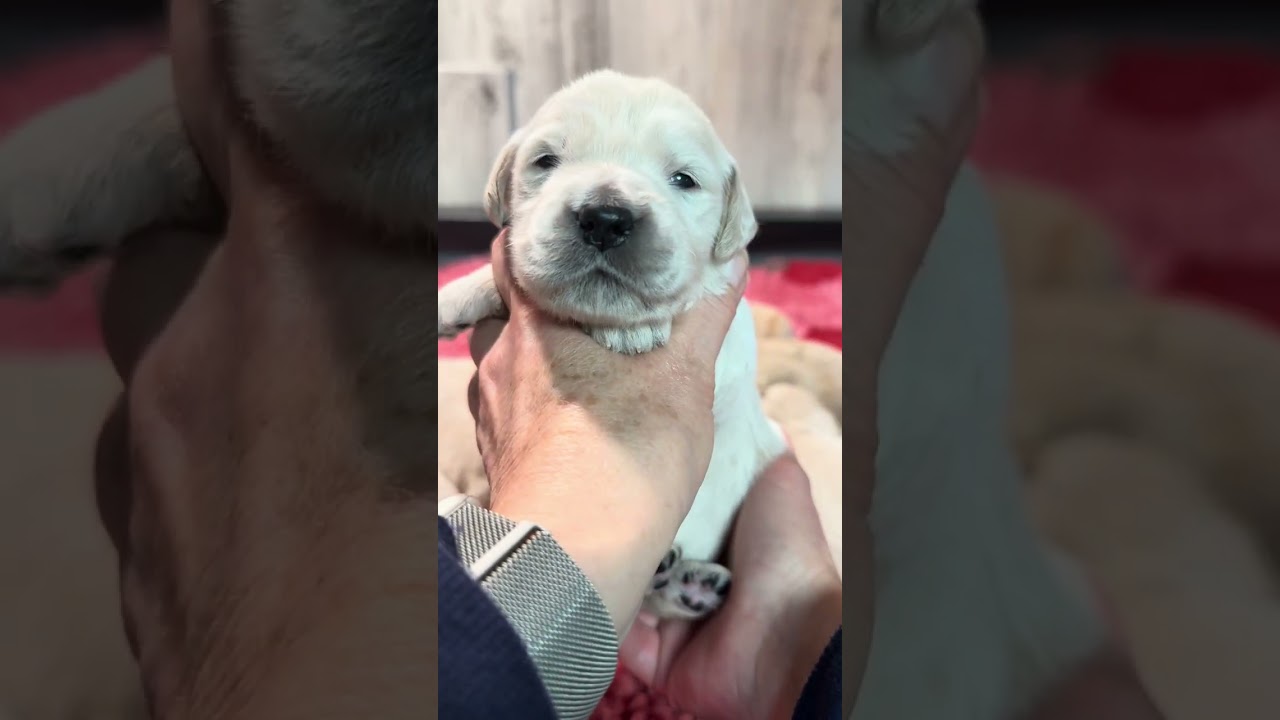 Bread Puppies - Better Backs