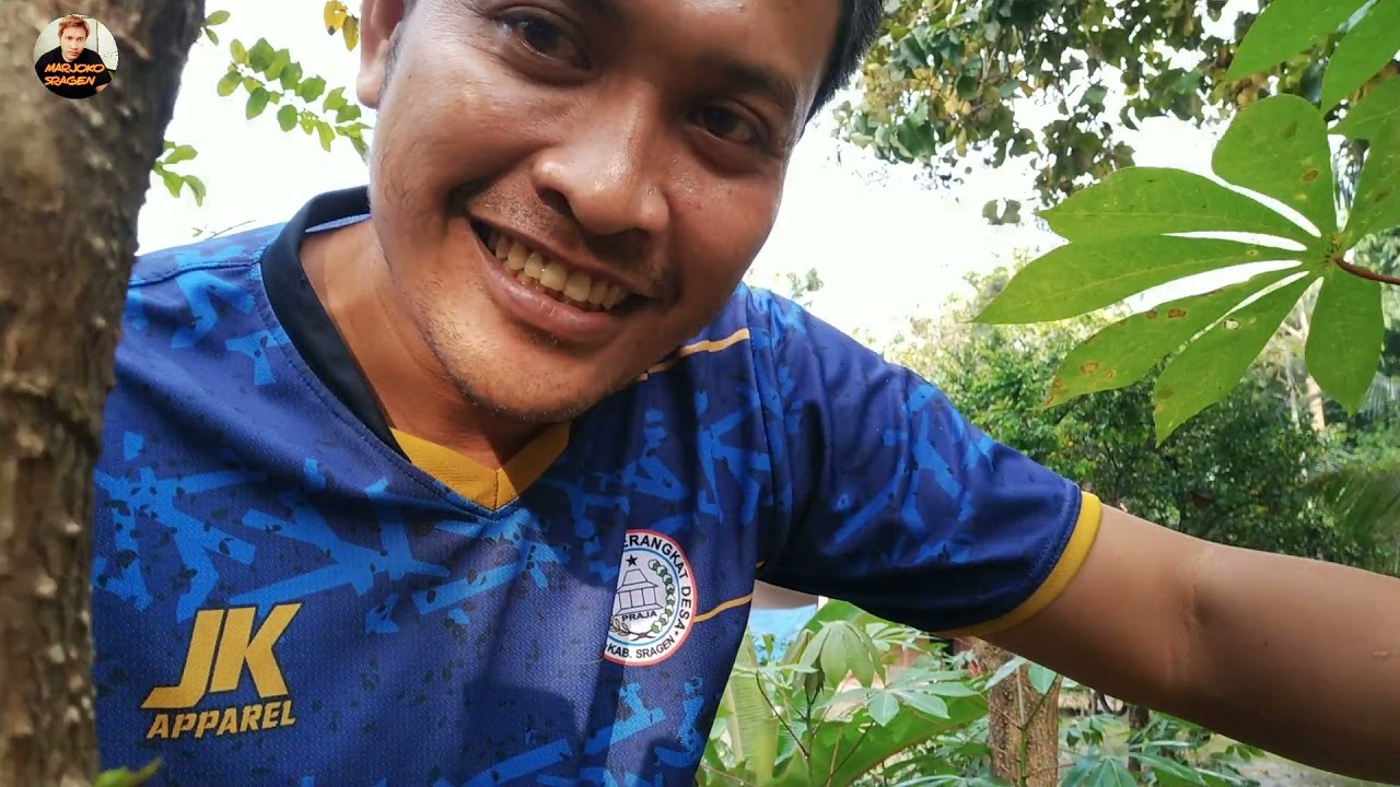 Alhamdulillah,Wit Pule Leh Nandur Wis Trubus / PECINTA POHON PULE