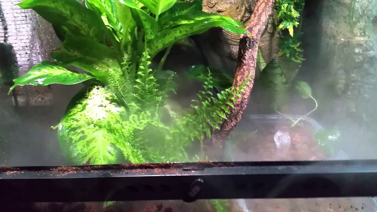 Red eyed tree frog vivarium