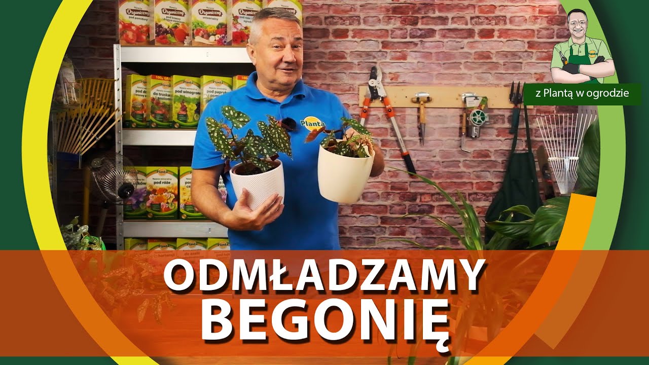 Jak odmłodzić begonię koralową (Maculata) - Z PLANTĄ W OGRODZIE