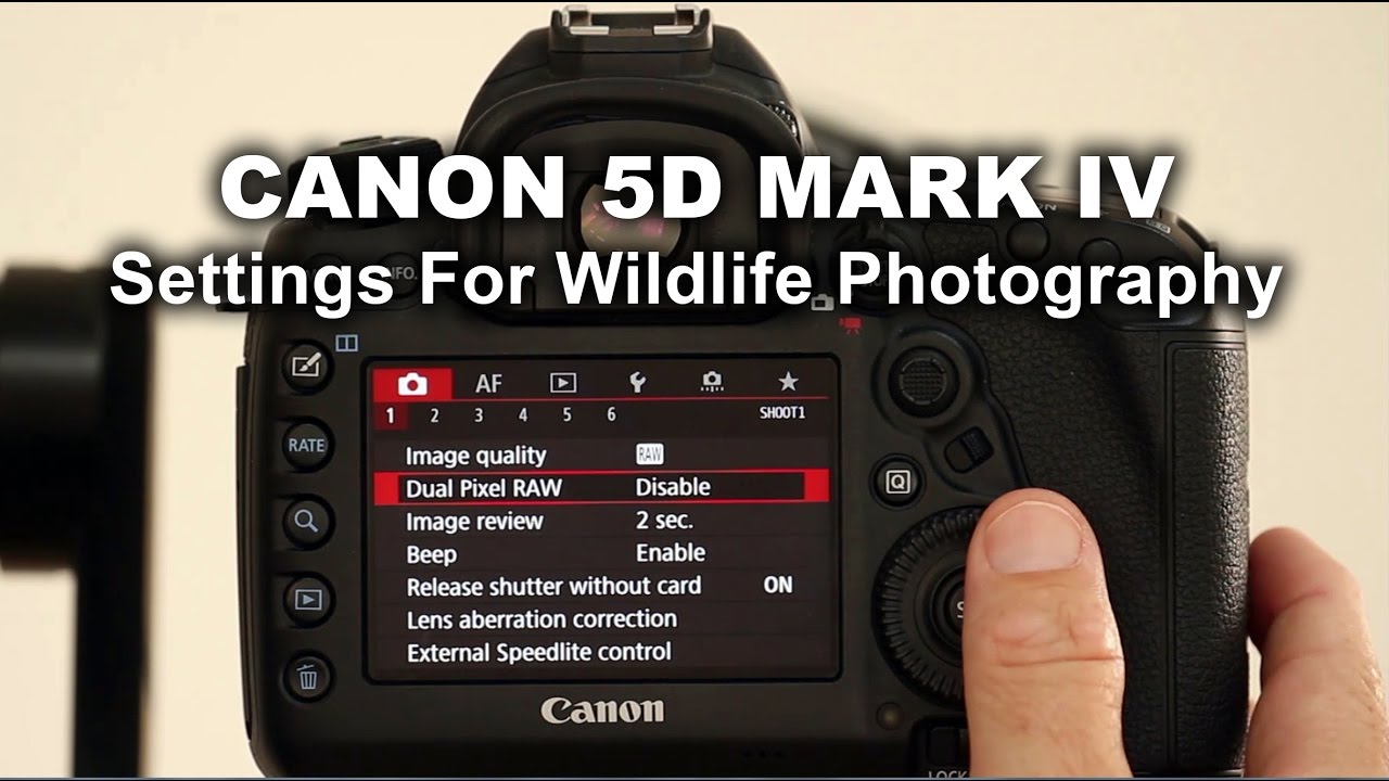 Canon 5D Mark IV — настройки для съёмки дикой природы