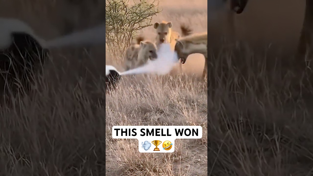 Nature&rsquo;s Funniest Defense Mechanism 💨🤣
