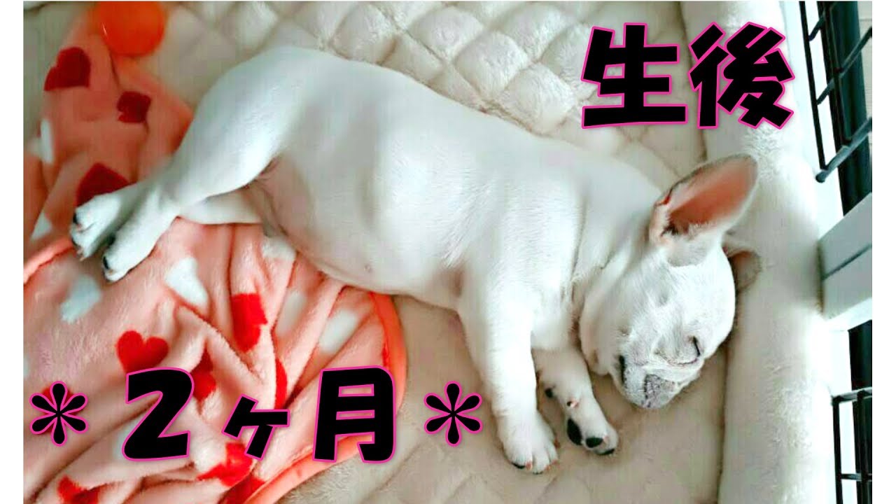 一瞬で通り過ぎた子犬時代♪生後２ヶ月【フレンチブルドッグ frenchbulldog】