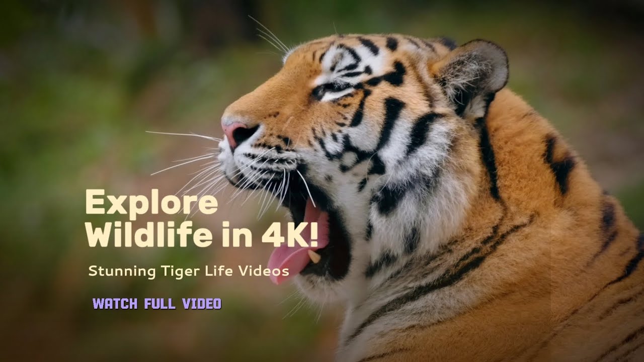 Explore wildlife in 4K Stunning Tiger life video 