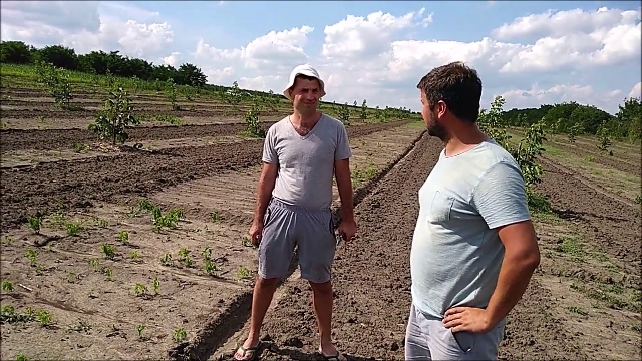 /VIZITĂ DE LUCRU/ Livezi de nuc de 2 și 4 ani. Рабочий визит в молодых ореховых садах. Iul.2018.